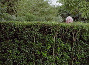 Neighbor looking over hedge
